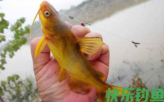 钓黄辣丁