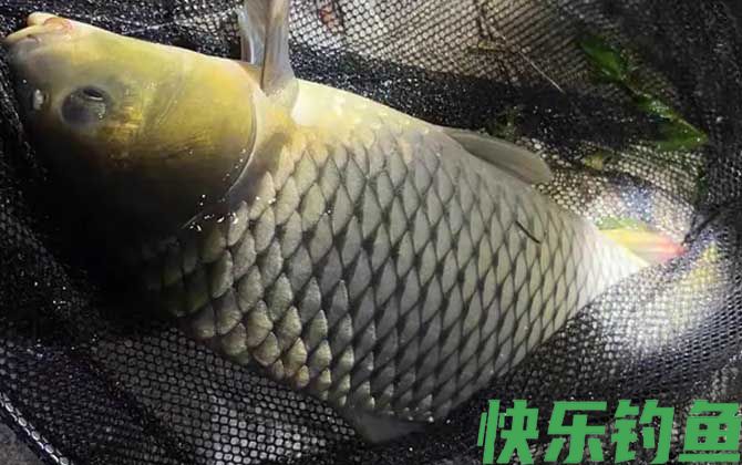 夜钓鲤鱼