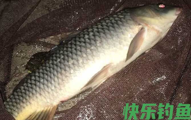 夜钓鲤鱼