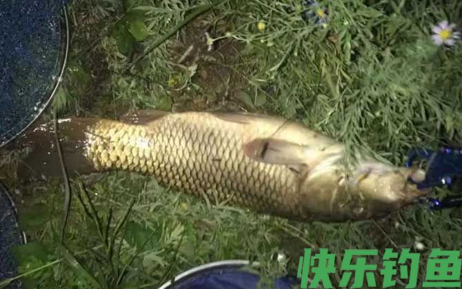 夜钓技巧全攻略及注意事项(图3) 夜钓技巧全攻略及注意事项(图3)