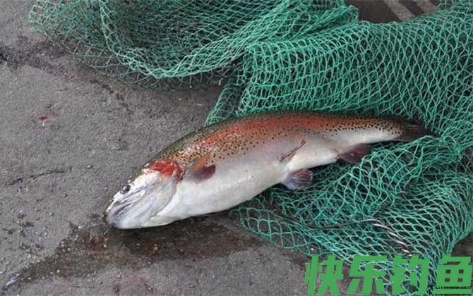 路亚钓虹鳟鱼秘诀及注意事项(图2) 路亚钓虹鳟鱼秘诀及注意事项(图2)