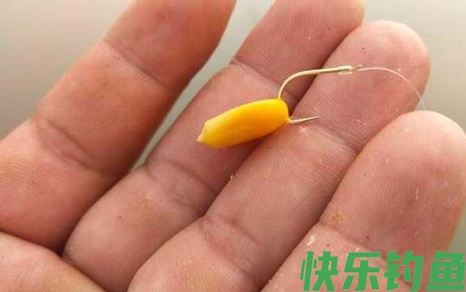 挂玉米钓鱼正确方法及技巧(图4) 挂玉米钓鱼正确方法及技巧(图4)