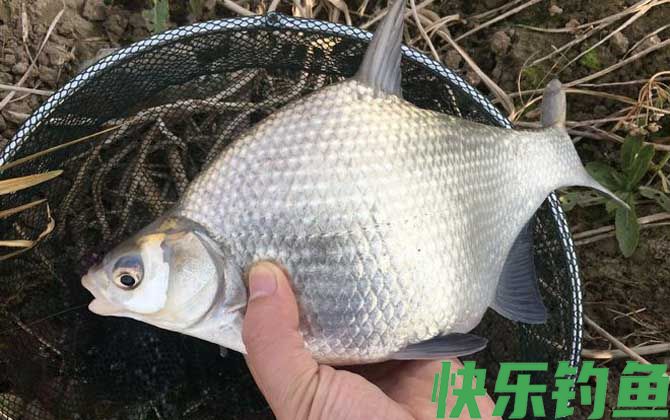 冬天一般钓什么鱼?(图4) 冬天一般钓什么鱼?(图4)