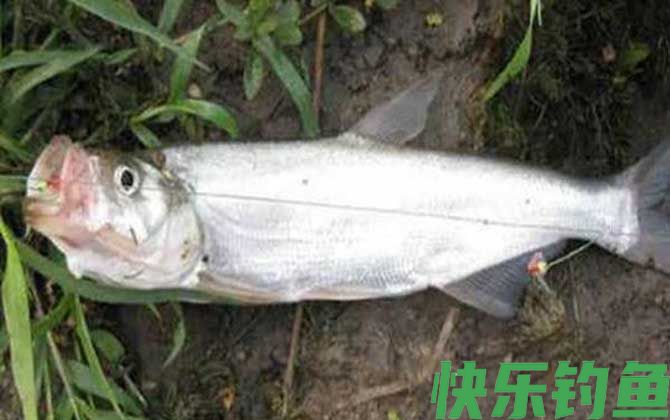 冬天一般钓什么鱼?(图5) 冬天一般钓什么鱼?(图5)