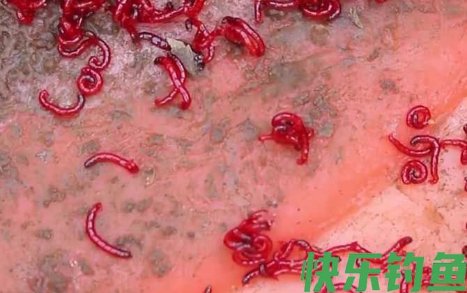 红虫野钓调漂最佳方法(图3) 红虫野钓调漂最佳方法(图3)