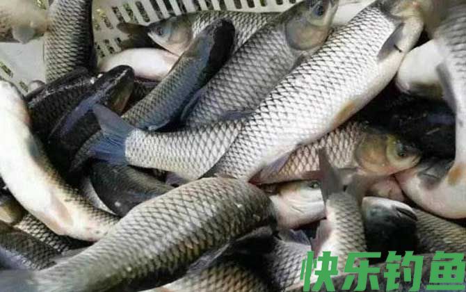 秋季钓草鱼技巧及注意事项(图3)