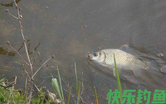 野钓是什么意思？