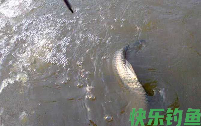 遛鱼是什么意思？
