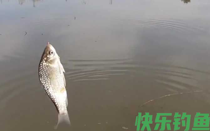 钓鱼术语大全及解释