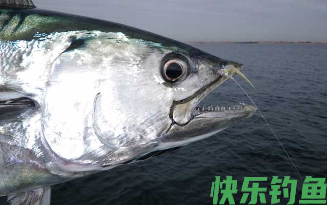 海钓能钓到什么鱼？