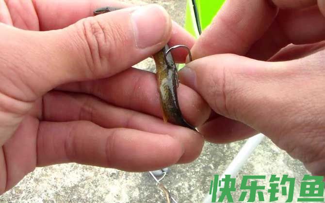 泥鳅钓鱼为什么被禁止？