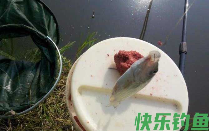 钓鲫鱼打频率是什么意思？