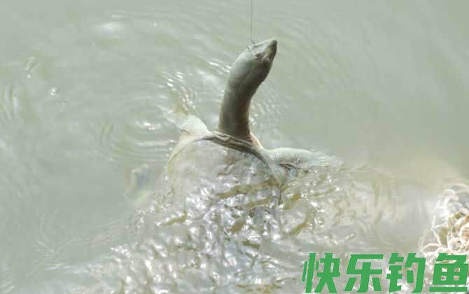 钓甲鱼用什么线最好？