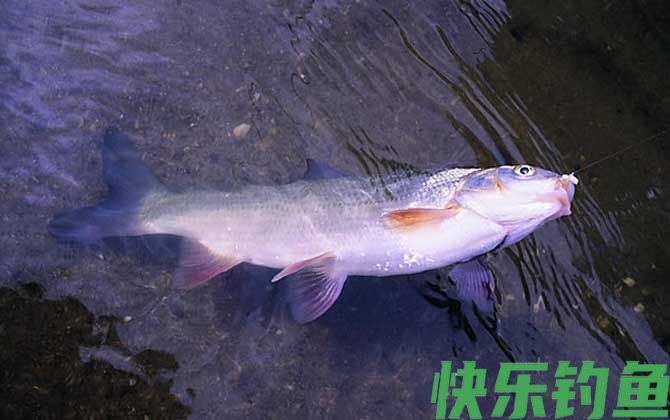 野钓用什么鱼竿最好？