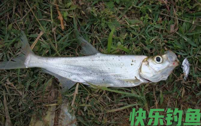 路亚钓