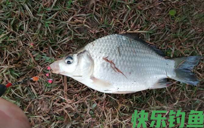 钓鱼