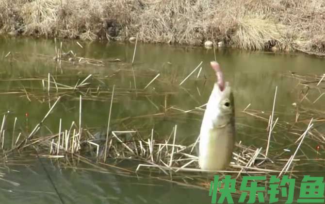 传统钓