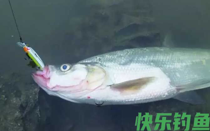 翘嘴