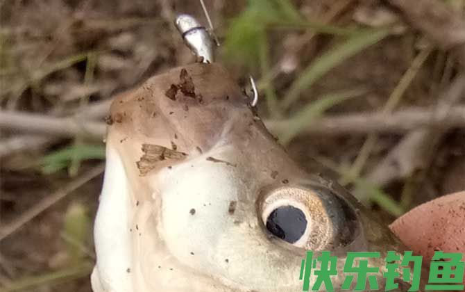 传统钓
