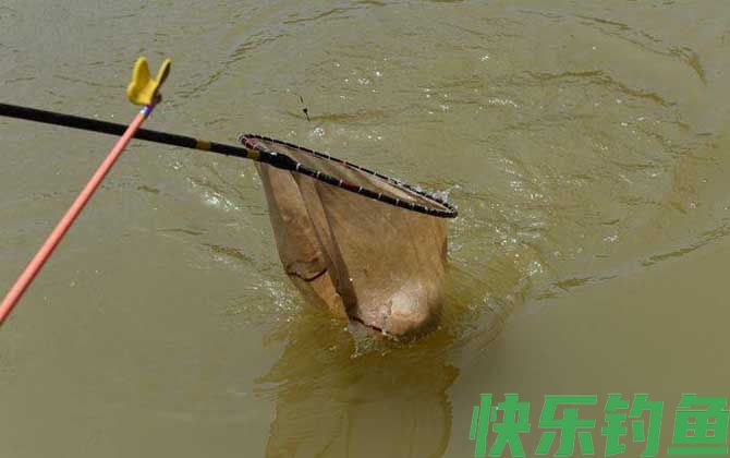 遛鱼