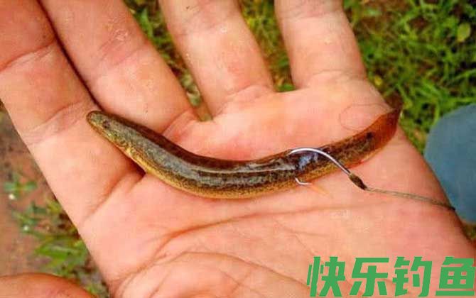 泥鳅钓鱼