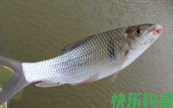 鲮鱼