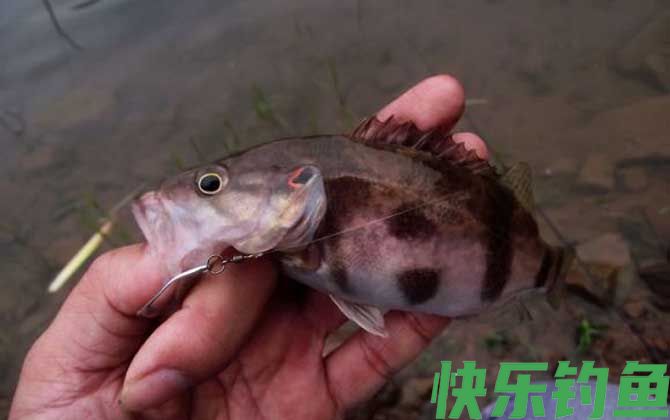 路亚