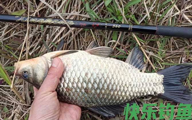 钓鲫鱼
