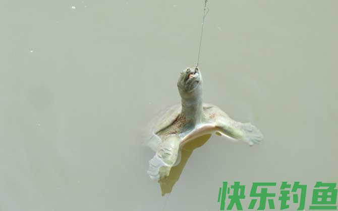 钓甲鱼