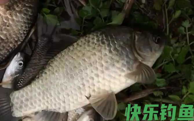 黑坑钓鲫鱼