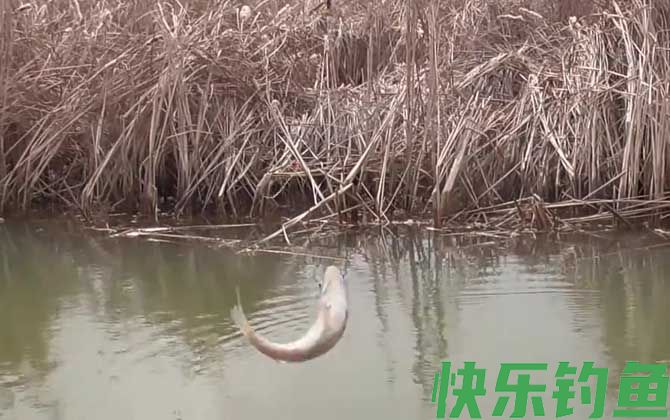 钓白条鱼