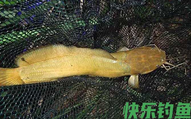 钓鲶鱼