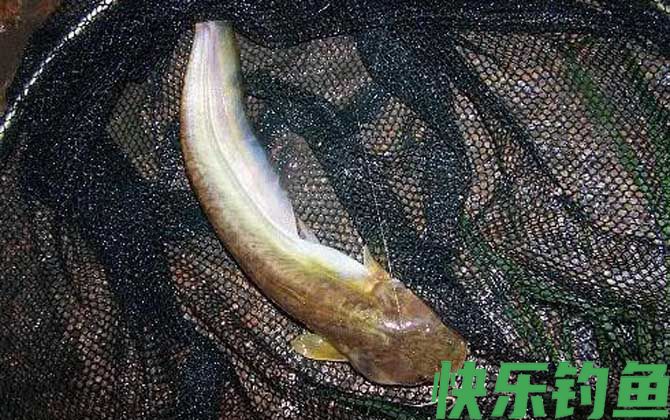 钓鲶鱼