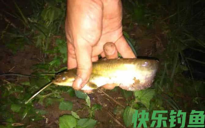 钓鲶鱼