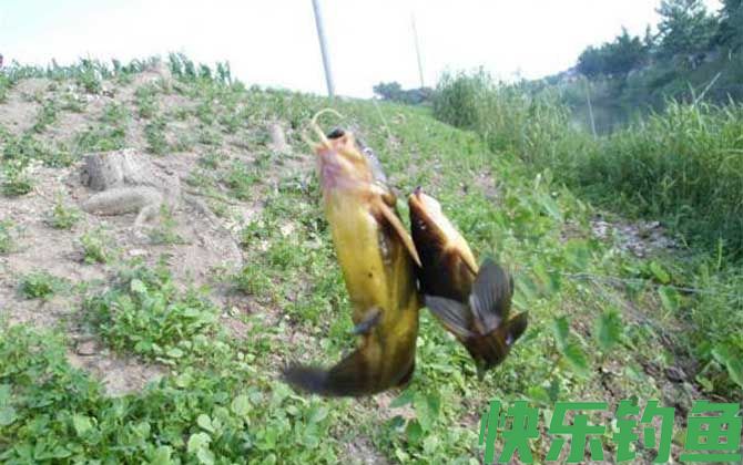 8号伊豆鱼钩适合钓什么鱼