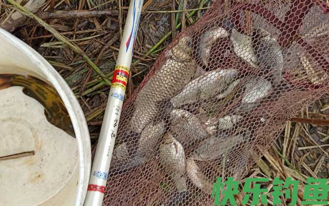 钓鲫鱼用几号钩最好