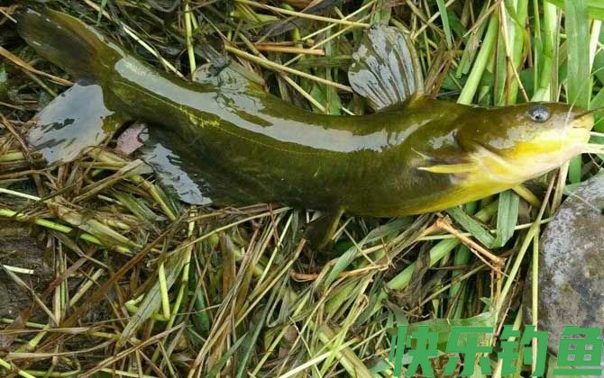 伊豆6号钩适合钓什么鱼