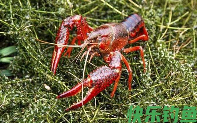 潜江龙虾是哪里产的