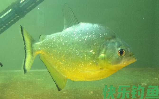 食人鱼是鲳鱼吗