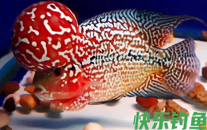 罗汉鱼价格多少钱一尾