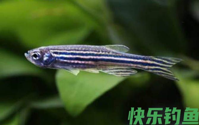 斑马鱼怎么分公母