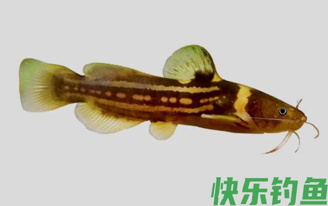 三线拟鲿是什么鱼