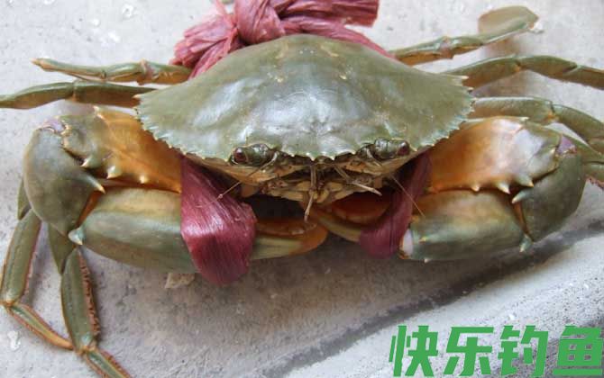 螃蟹死了多久不能吃了