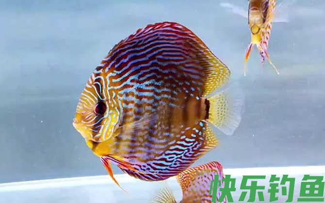 七彩神仙鱼繁殖方法