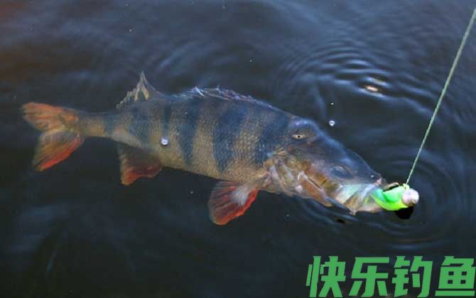河鲈是什么鱼