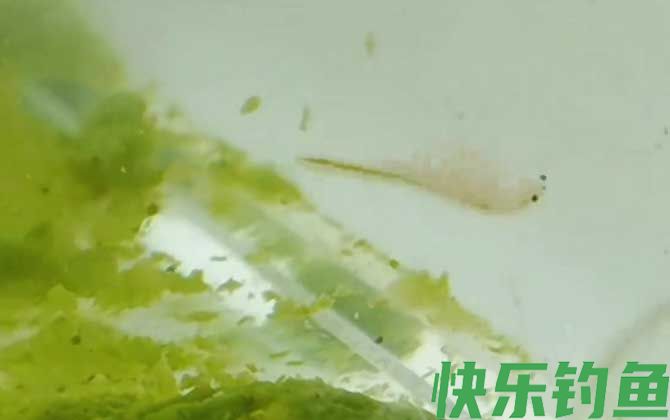 丰年虾喂鱼好不好