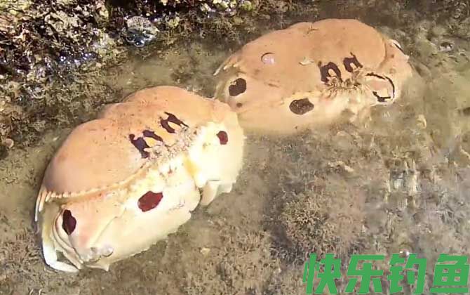 面包蟹怎么区分公母