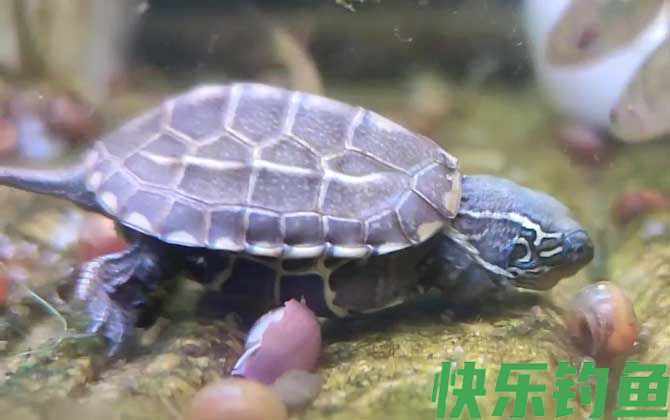 乌龟吃饱了还会继续吃吗