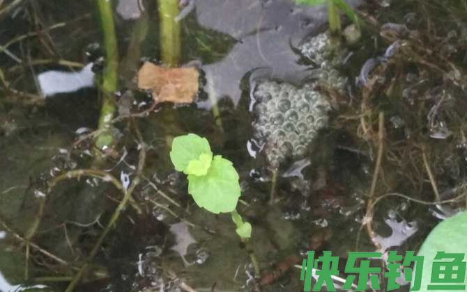 鳝鱼吃什么东西