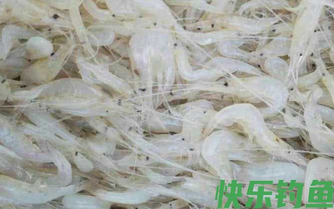 白虾价格多少钱一斤
